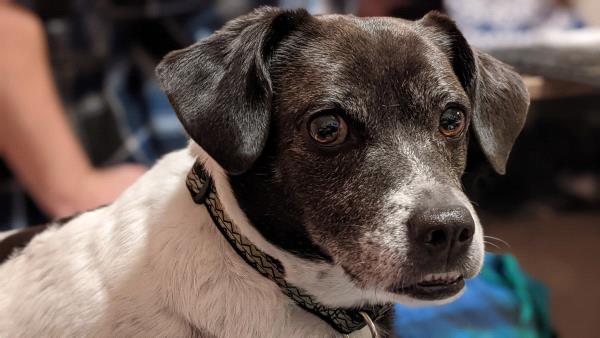 /Images/uploads/Mid County Chamber of Commerce/pet-mayor-2022/entries/24339thumb.jpg